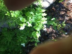 Cardamine cordifolia