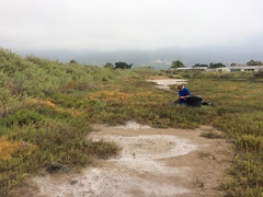 Limonium duriusculum