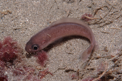 Pseudophycis breviuscula