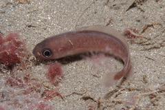 Pseudophycis breviuscula