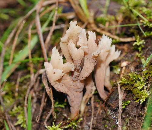 White Coral Fungus