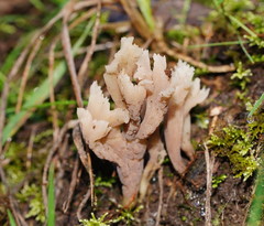 Clavaria cinerea