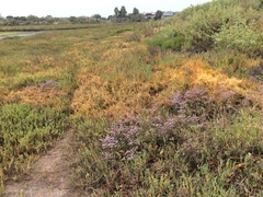 Limonium duriusculum