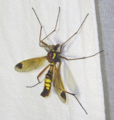Ctenophora