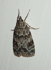 Scoparia basistrigalis