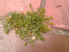 Lepidium bipinnatifidum
