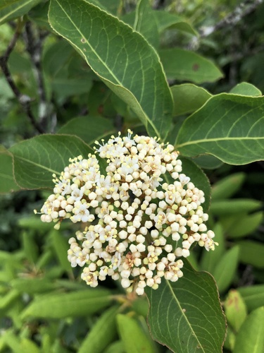 Northern wild raisin (Viburnum cassinoides)
