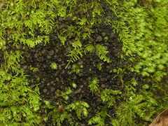 Scytinium dactylinum