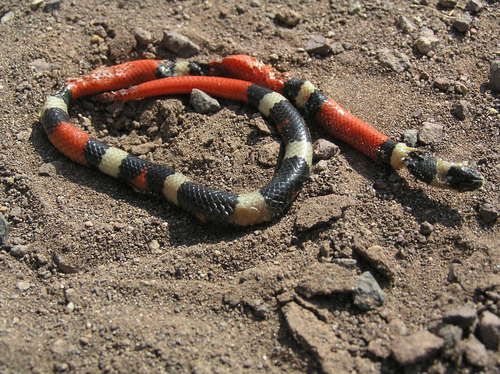 Michoacán Ground Snake
