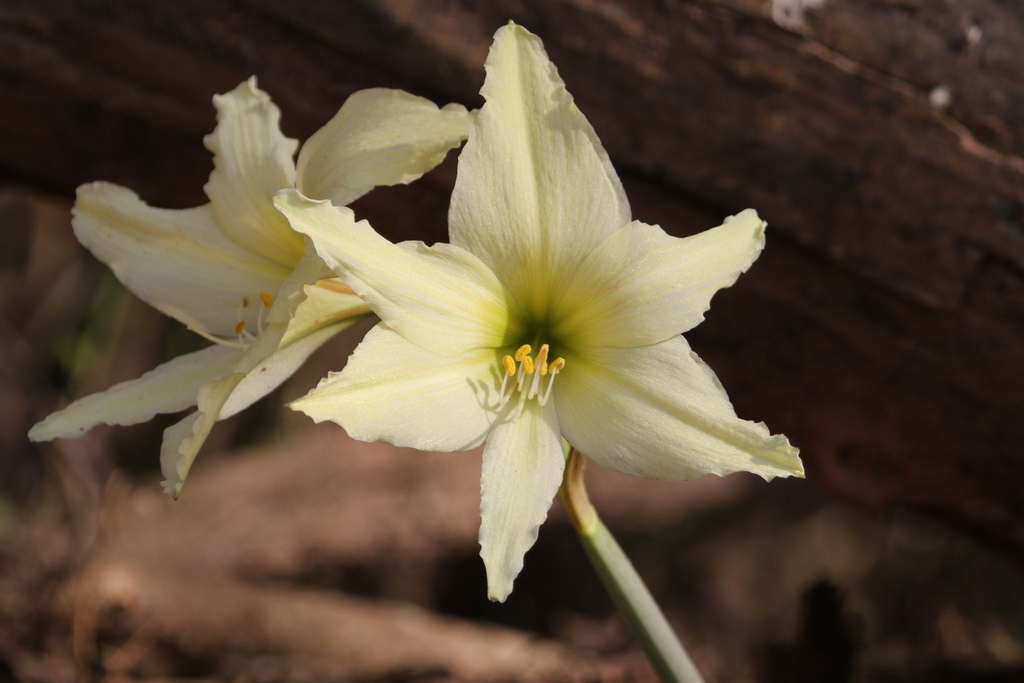 Hippeastrum evansiarum