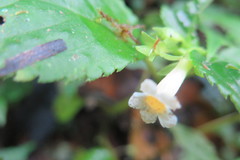 Diastema scabrum