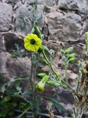 Nicotiana rustica