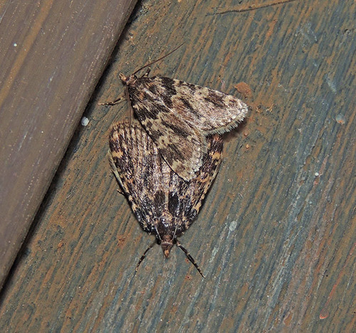 Stored grain moth
