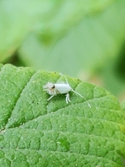 Leucoptera laburnella