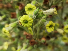 Nicotiana rustica