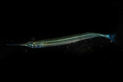 Hyporhamphus ihi