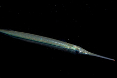 Hyporhamphus ihi