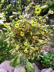 Nicotiana rustica