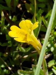 Erythranthe linearifolia