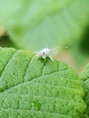Leucoptera laburnella