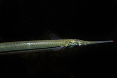 Hyporhamphus ihi