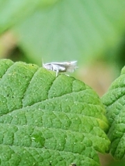 Leucoptera laburnella