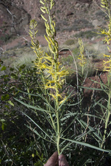 Stanleya pinnata pinnata