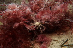 Pyromaia tuberculata