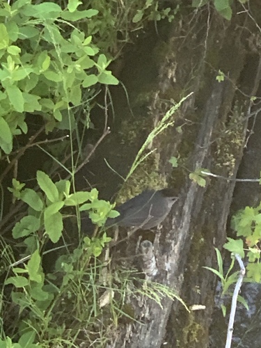Gray Catbird photographed in Oregon