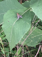 Microphthalma disjuncta