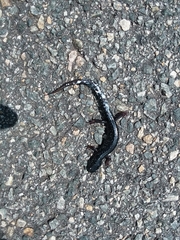 Plethodon cylindraceus