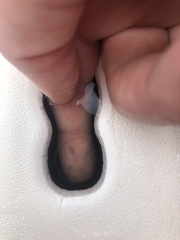 Craspedacusta sowerbii