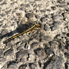 Orthetrum albistylum speciosum