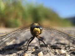 Orthetrum albistylum speciosum