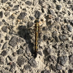 Orthetrum albistylum speciosum