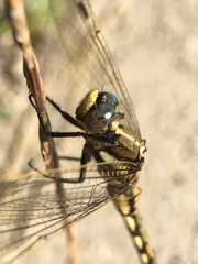 Orthetrum albistylum speciosum