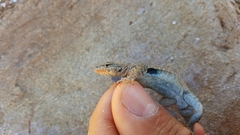 Uta stansburiana uniformis