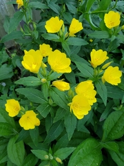 Oenothera pilosella