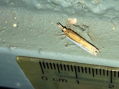 Crambus sperryellus