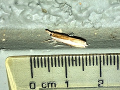 Crambus sperryellus
