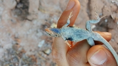 Uta stansburiana uniformis
