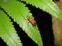 Dindymus rubiginosus