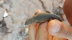 Uta stansburiana uniformis