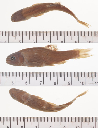Fathead Minnow (Reptiles, Amphibians and Fish of the Kaibab