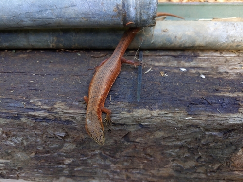 Northern Alligator Lizard, Felton, CA 95018, USA, photo 10 of 10