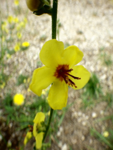 wavyleaf mullein