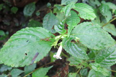 Diastema scabrum