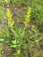 Solidago speciosa jejunifolia