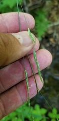 Melica smithii
