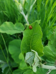 Coccinella septempunctata